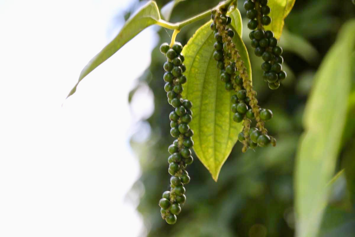 poivre Sen Monorom Mondulkiri