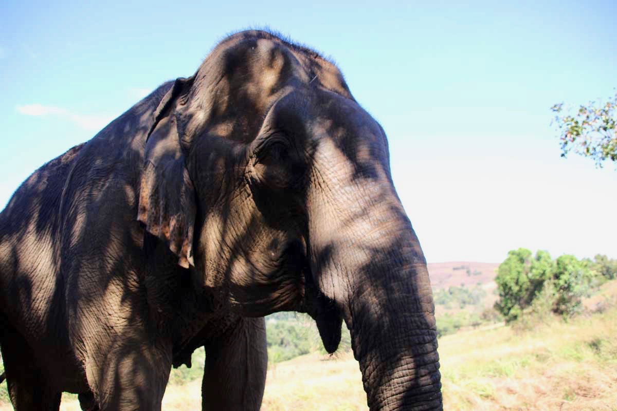 tete elephant Sen Monorom Mondulkiri