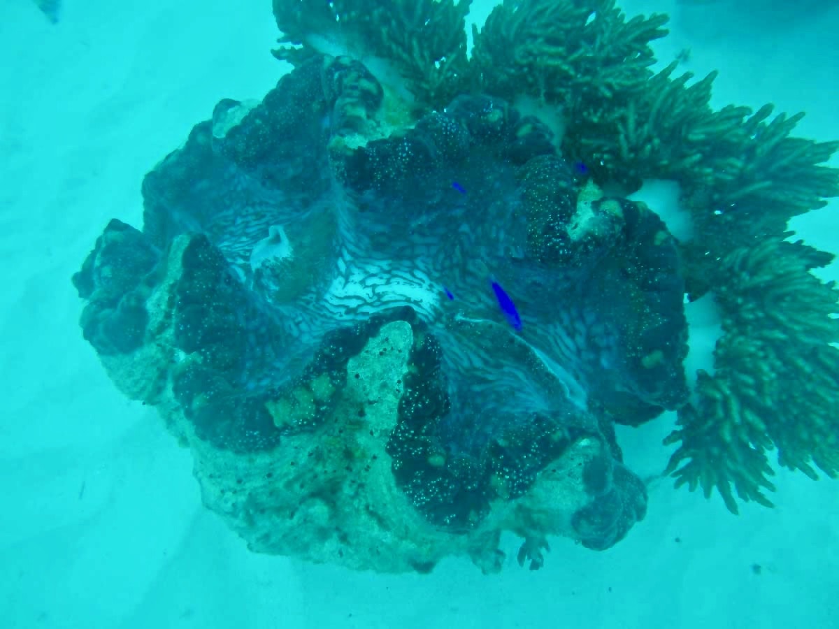 Coquillage plongee Cairns Grande Barriere de Corail