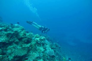 moniteur plongee Cairns Grande Barriere de Corail