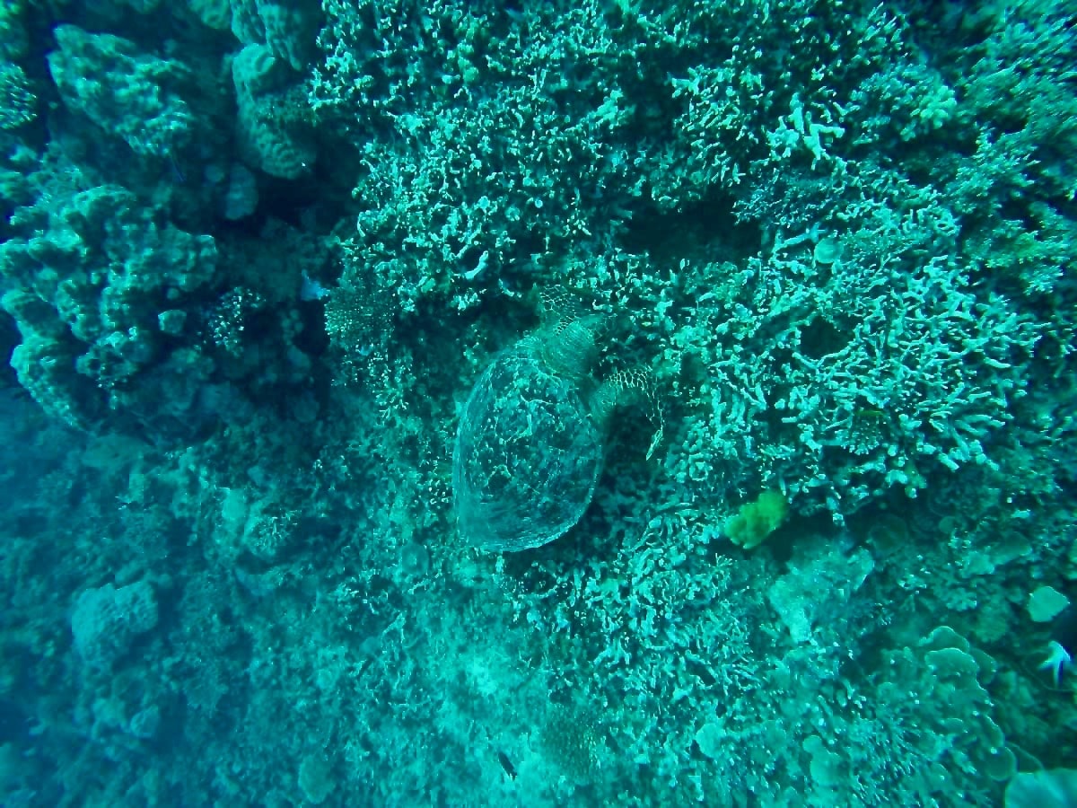 tortue récif plongee Cairns Grande Barriere de Corail