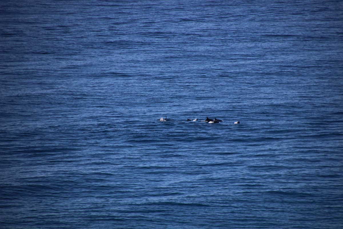 Dauphins Noosa Australie