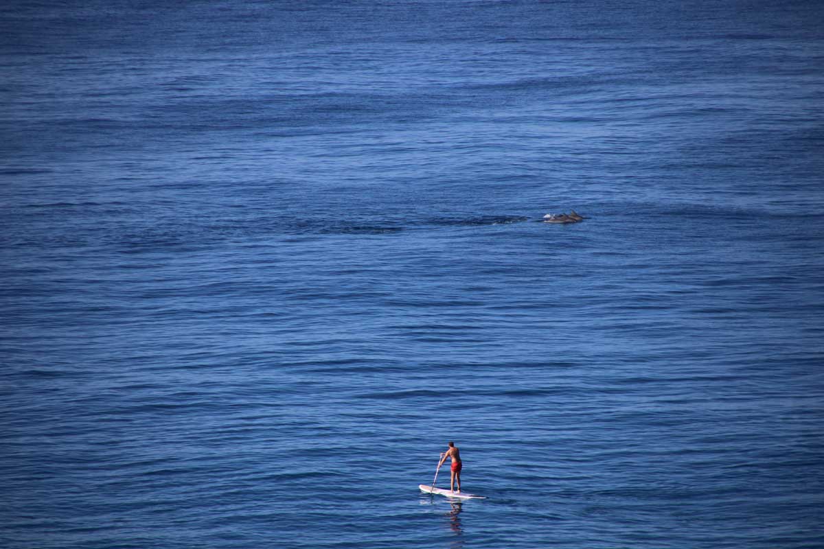 dauphins et stand up paddle Noosa Australie