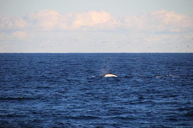Baleine Newcastle Australie