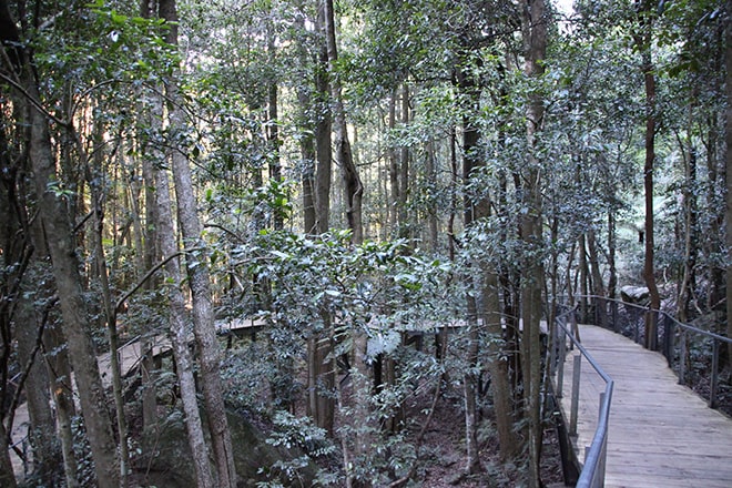 Boardwalk Blue Mountains