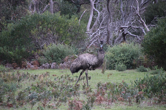 Emu Australie Wilsons Promontory