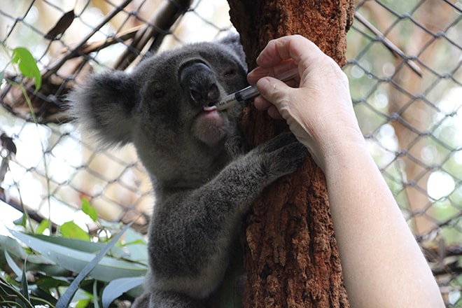 Hopital Koala Port Macquarie Australie