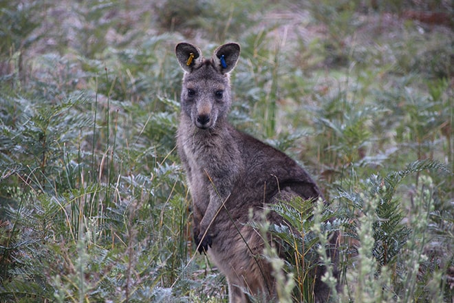 Kangourou Wilsons Promontory