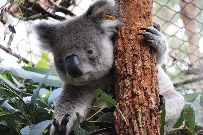 Koala Port Macquarie Australie