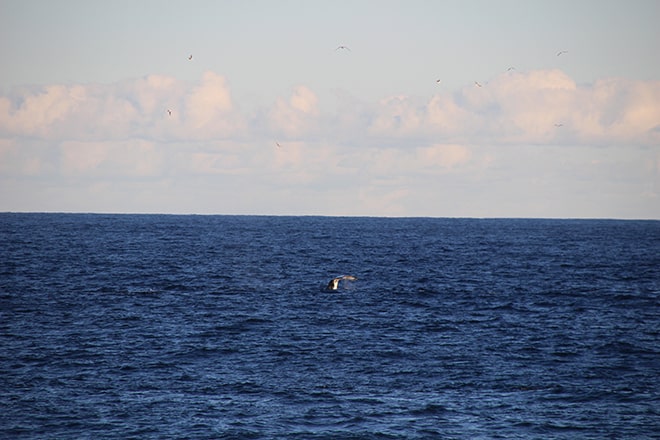 Newcastle Baleine Australie