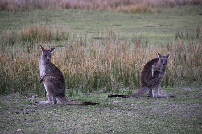 Rencontre Kangourous Wilsons Promontory