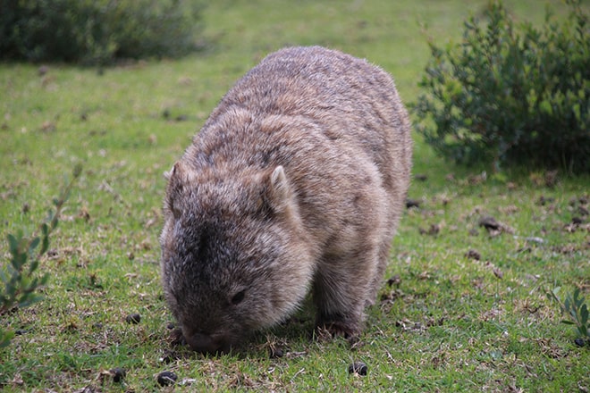 Rencontre avec un wombat Australie