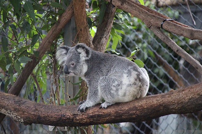 Visite hopital Koala Port Macquarie Australie