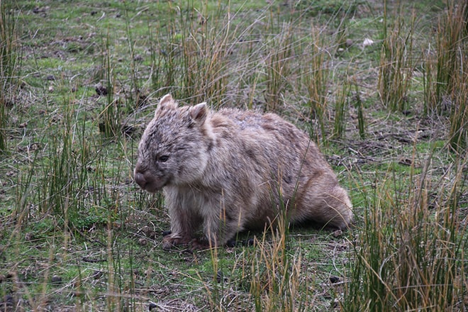 Wilsons Promontory Wombat