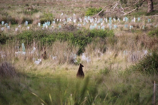 Kangourous Phillip Island