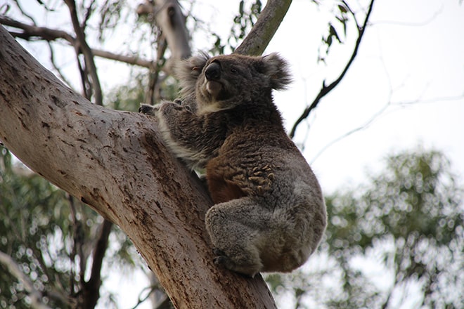 Koala Phillip Island