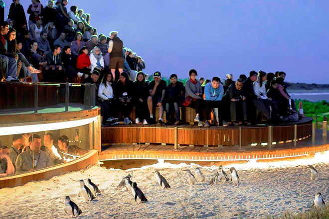 Penguin Parade Centre - Phillip island