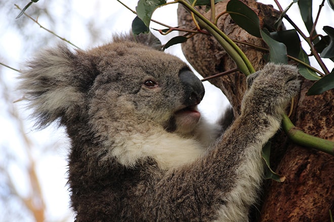 Phillip Island Koala