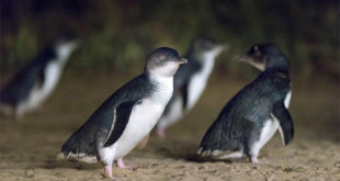 Phillip island - Penguin Parade Centre