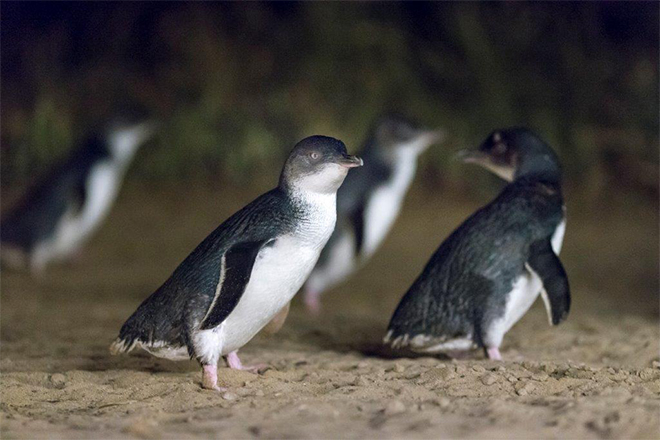 Phillip island - Penguin Parade Centre