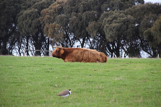 Vache Phillip Island