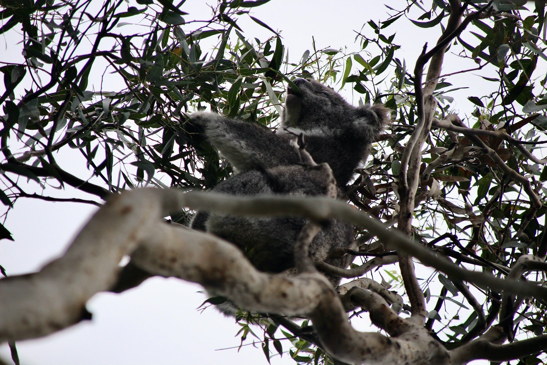 Koala Kennet River