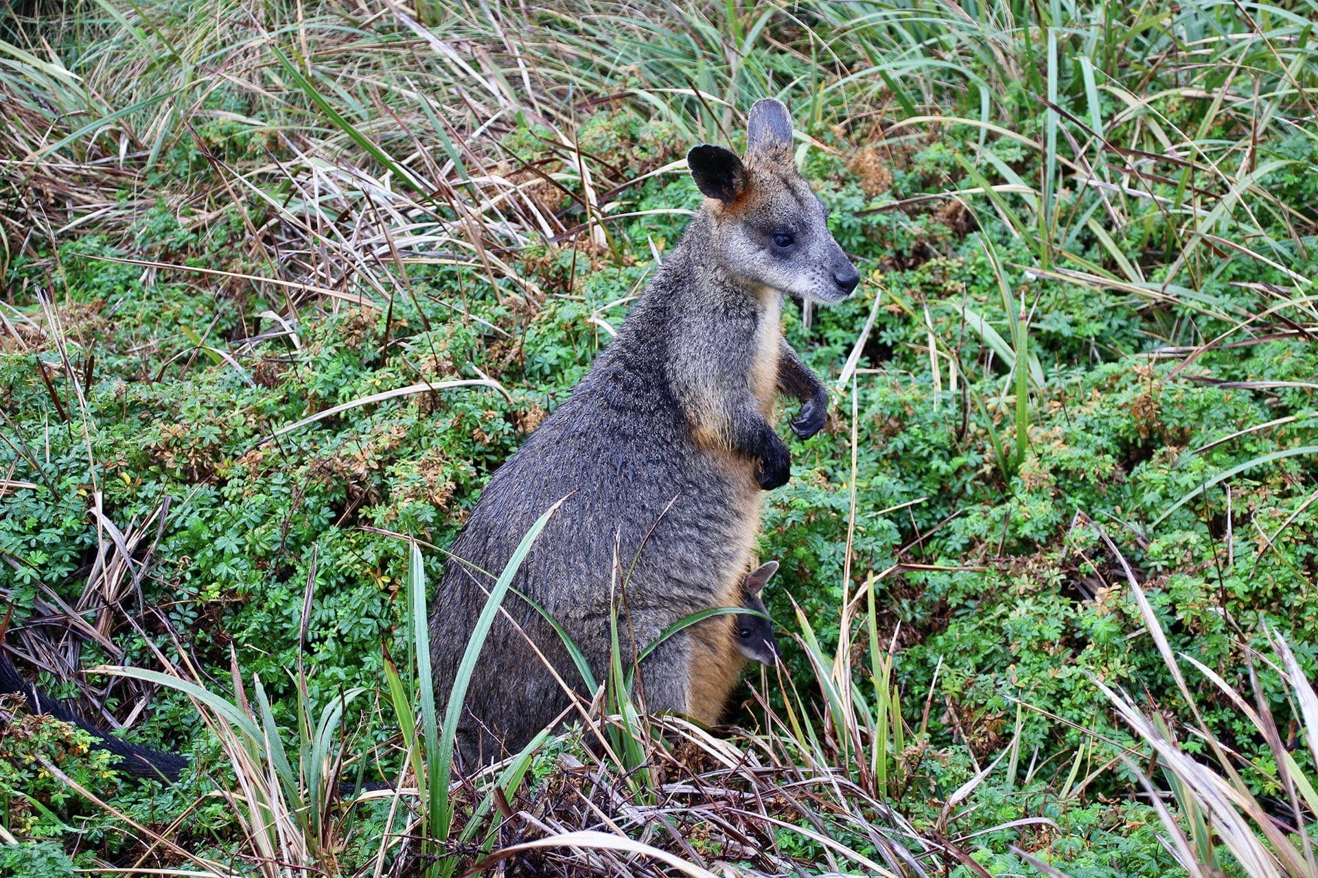 Wallabie Great Ocean Road