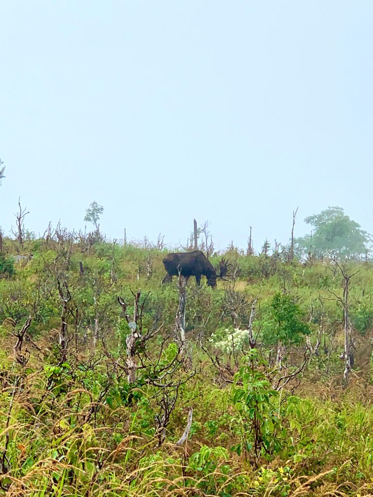 Orignal - Parc de la Gaspésie