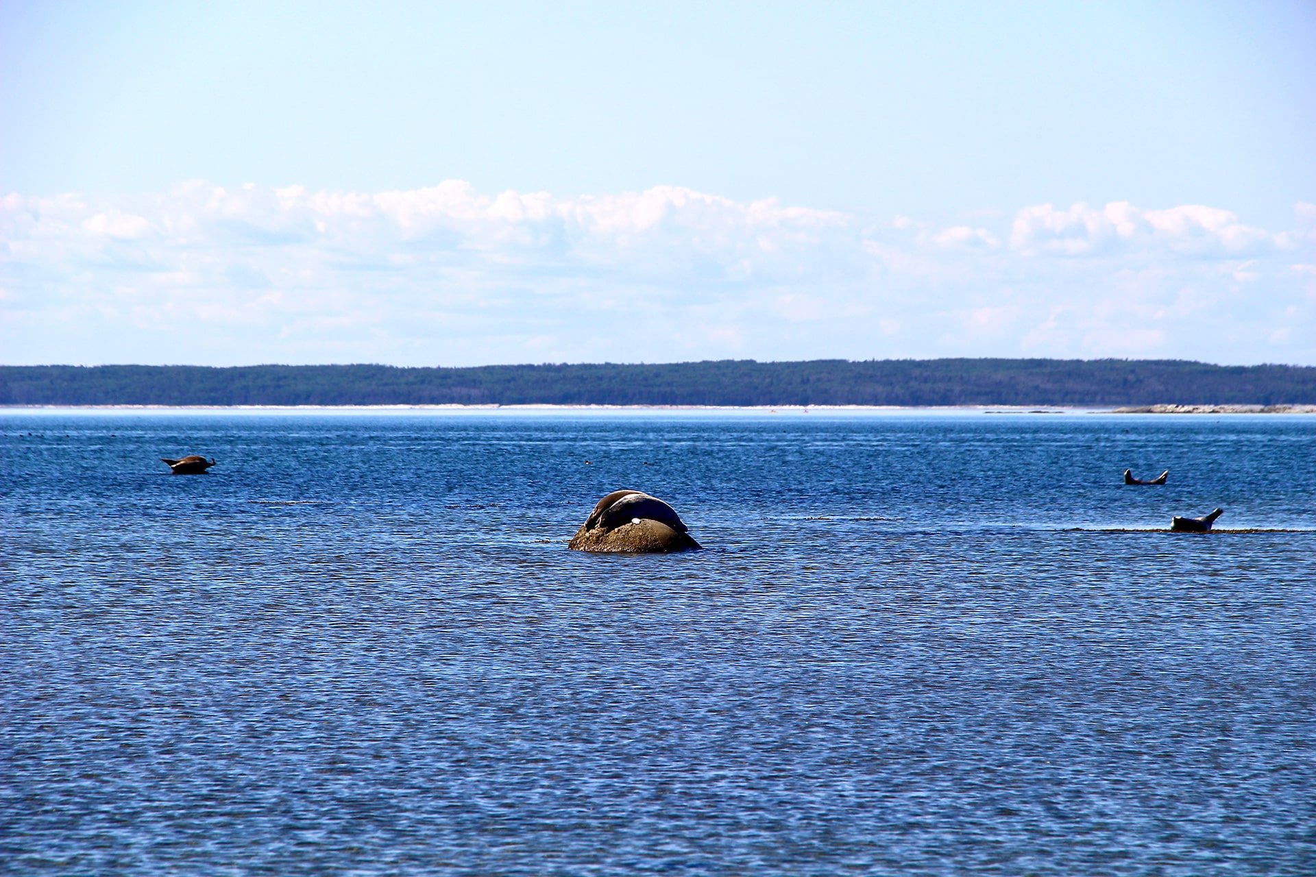 Phoques communes Parc du Bic Québec