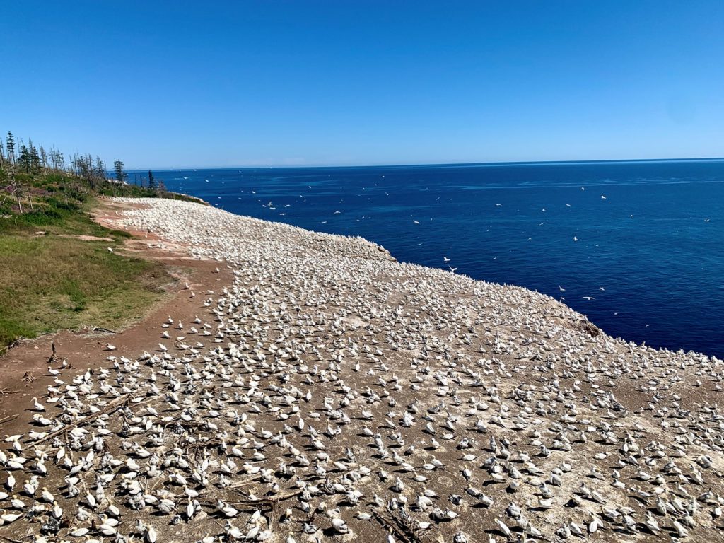 canada fous de bassan ile bonaventure percé