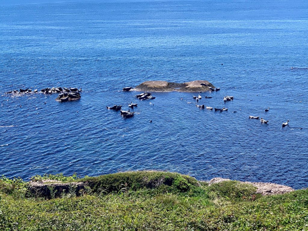 phoques ile bonaventure percé